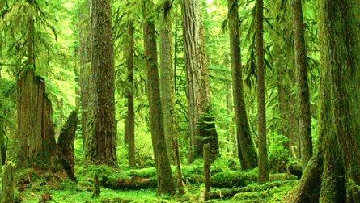Forestazione e bonifica montana - al via il programma strategico regionale
