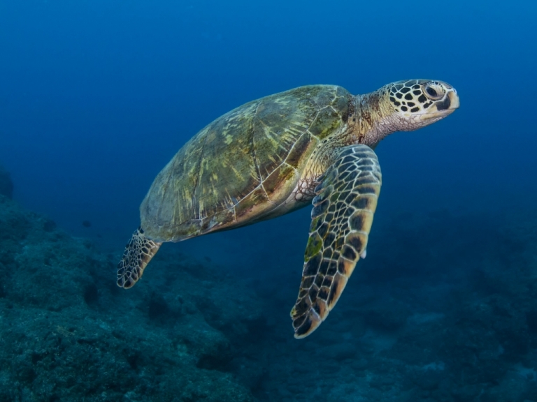 Tutela delle tartarughe marine: il progetto Life Turtlenest in Regione Campania