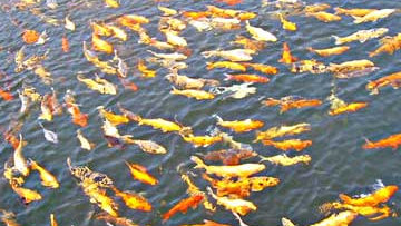 Ambiente, Romano: "Moria pesci al Lago d'Averno dovuta a carenza ossigeno"