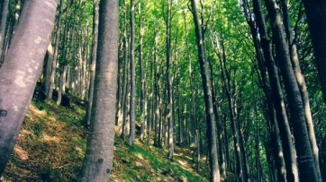Forestazione, 45 milioni per interventi di bonifica montana