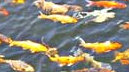 Ambiente, Romano: "Moria pesci al Lago d'Averno dovuta a carenza ossigeno"